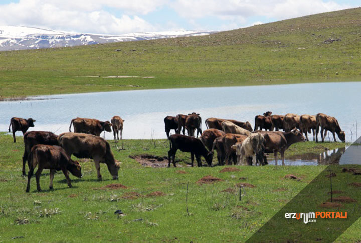 Erzurumda Hayvancılık