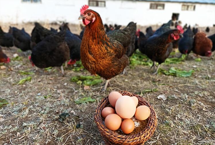 Erzurum gezen tavuk köy yumurtası
