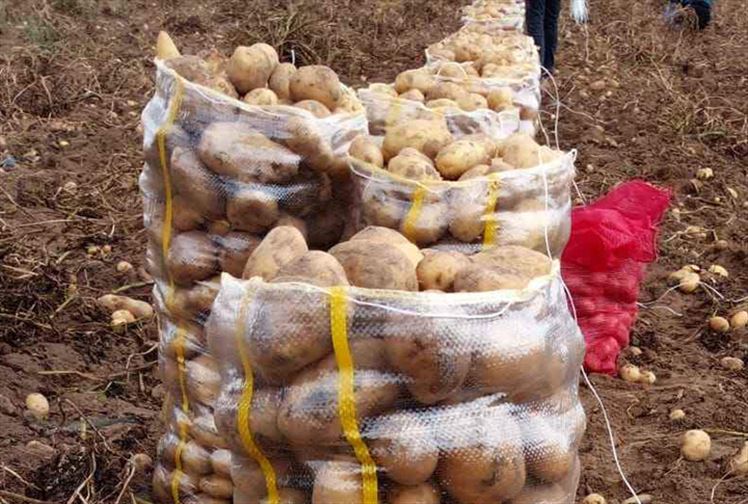 Erzurum'da Kış Hazırlıkları Patates