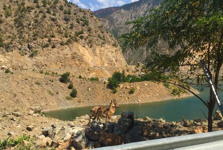 Erzurum İspir Garmirik Köyü Doğa Dağ Keçisi