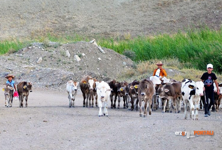 Hayvancılığın Başkenti Erzurum'da Büyük Baş Hayvan Sayısı ve Türkiye Sıralaması!