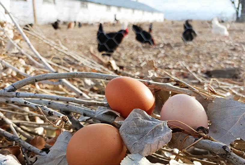 Gezen Tavuk Köy Yumurtası Neden Tüketmeliyiz ve Bu Yumurta Nasıl Ayırt Edilir?