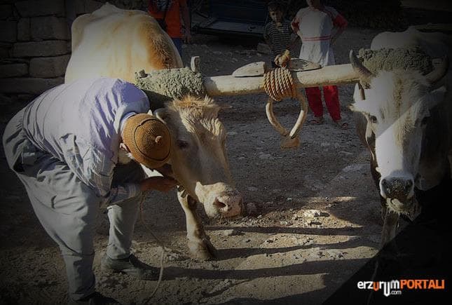 Norgahlı Bekir Efendinin Öküzlerle Konuşması