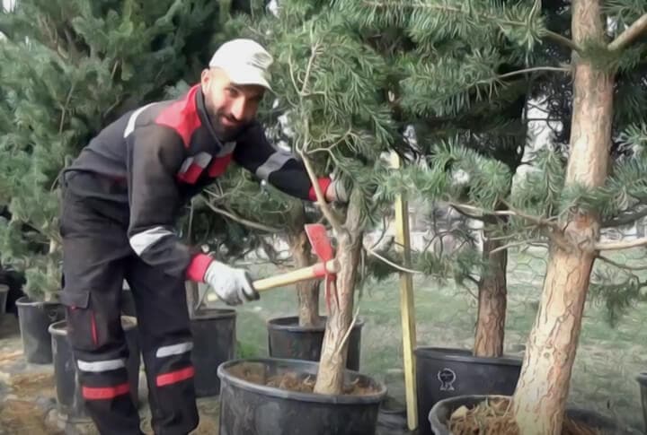 Erzurum'da, Kabristanda Hangi Ağaç Tutar?