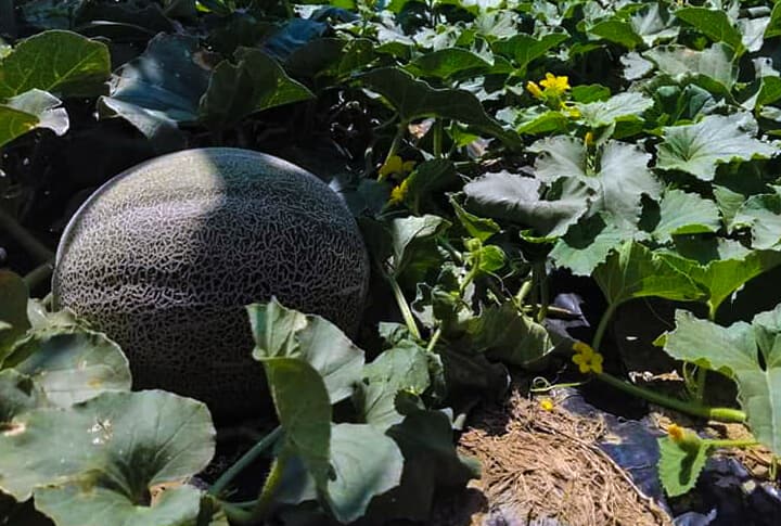 Doğu'nun Çukurova'sı, Erzurum'un O İlçesinde Kavun Karpuz Hasadına Başlandı!
