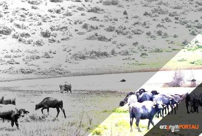 Kara Camışları Vurdum Bayıra