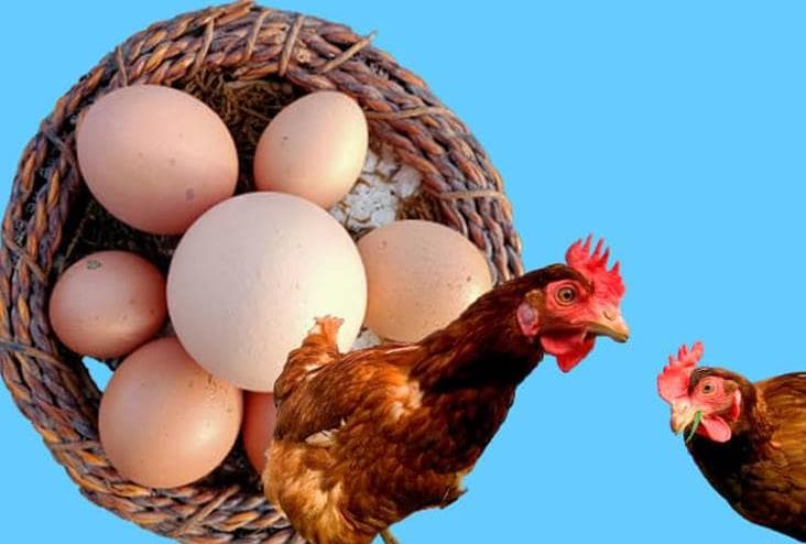 Bu Yumurtayı Yetişen Alıyor, Yetişemeyen Biraz Bekliyor!