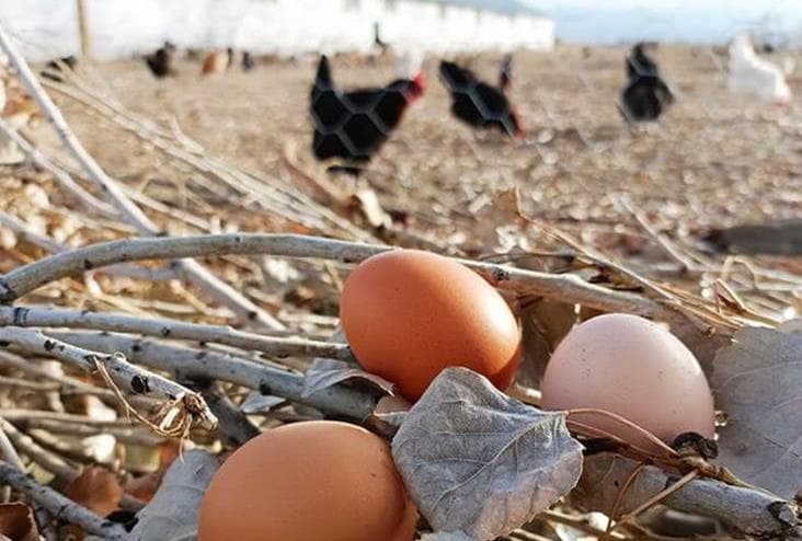 Gezen Tavuk Köy Yumurtası Neden Tüketmeliyiz ve Bu Yumurta Nasıl Ayırt Edilir?