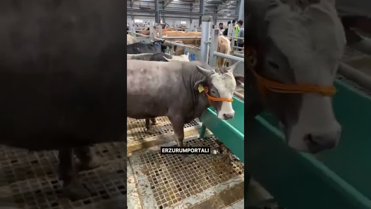 Erzurum'da Kurban Satışının Adresi!