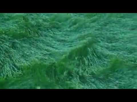 Çimlerin Sörfü!