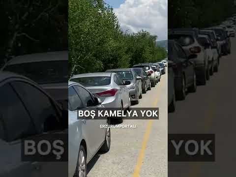 Erzurum'da Piknik Alanında Boş Kamelya Yok!