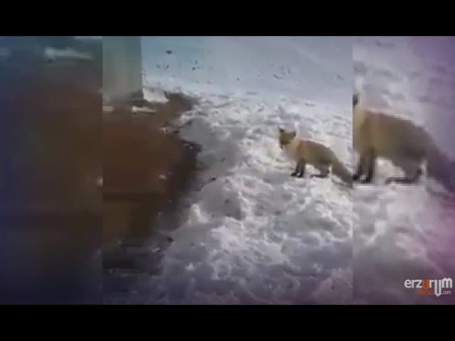 Tilki ile Tavuk Pazarlığı!