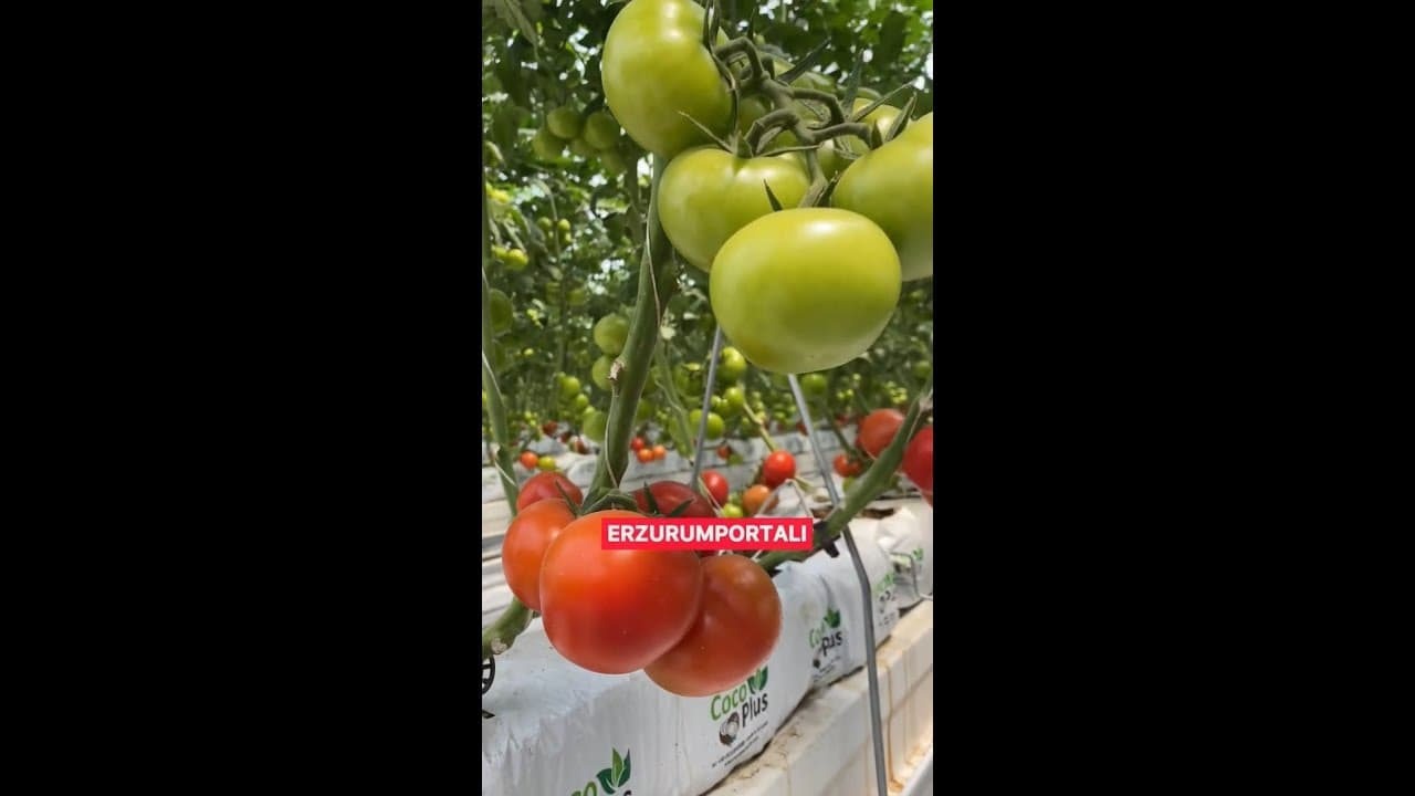 Erzurum Ilıca Domatesi Geliyooor!