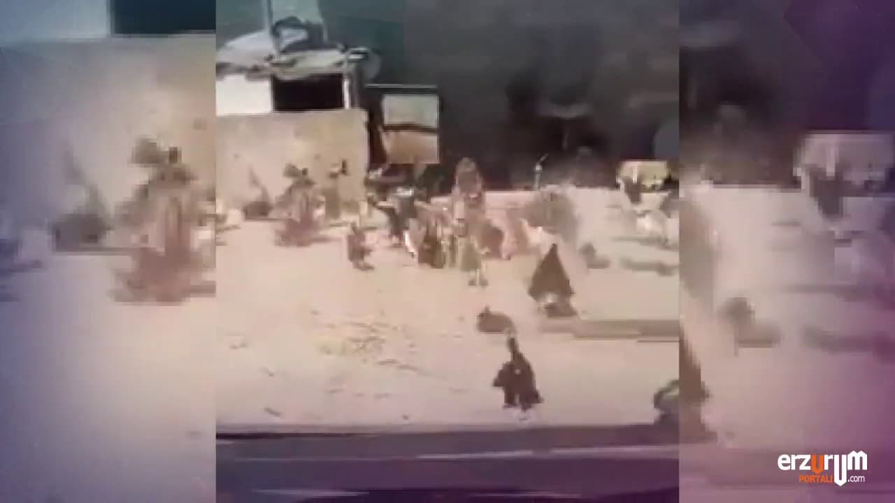 Korona Virüsü Duyan Tavukların Tepkisi!