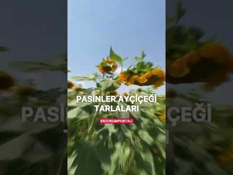 Ayçiçeği🌻 Tarlalarında Olmak İster Miydiniz?
