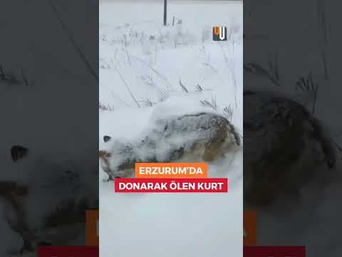 ERZURUMLU KURDUN ARDINDAN!
