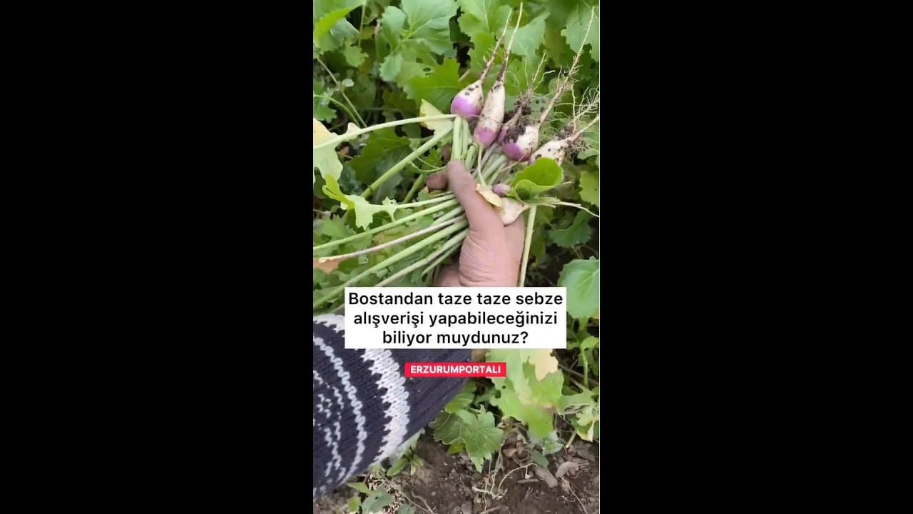 Erzurum’da bostanından taze taze sebze 🥗alabileceğiniz bir adres var❗️