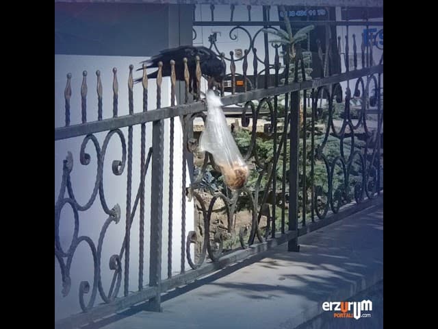 Karganın Ekmek Mücadelesi