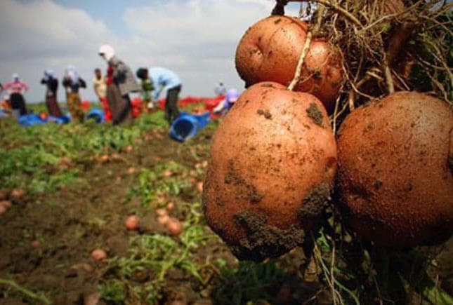 Erzurum Patates Üretiminde Kaçıncı Sırada?