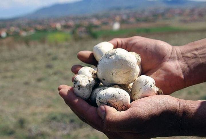 Erzurum Dağlarında Yetişen Bu 5 Şifalı Bitki Geçim Kaynağı!