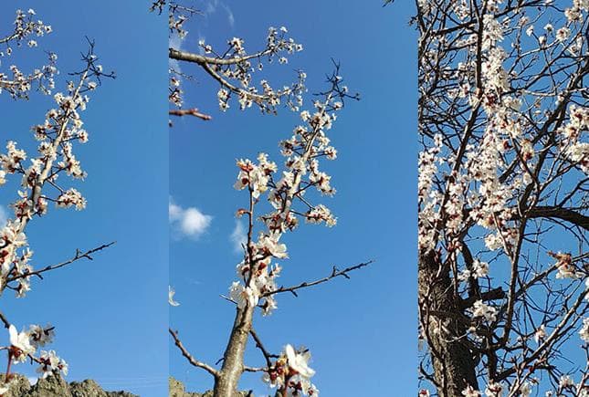 Tortum'un Gülleri Gülüyor