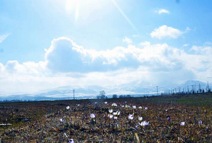 Erzurum Ovası'nda Baharın Kokusu Kardelenlerin Bilinmeyen Faydaları!