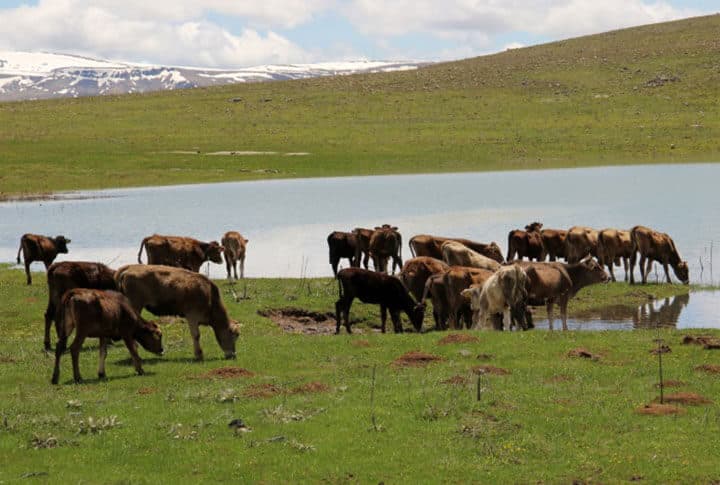 İspir'de Sulama ve Hayvan İçme Suyu Amaçlı Tesis Tamamlandı