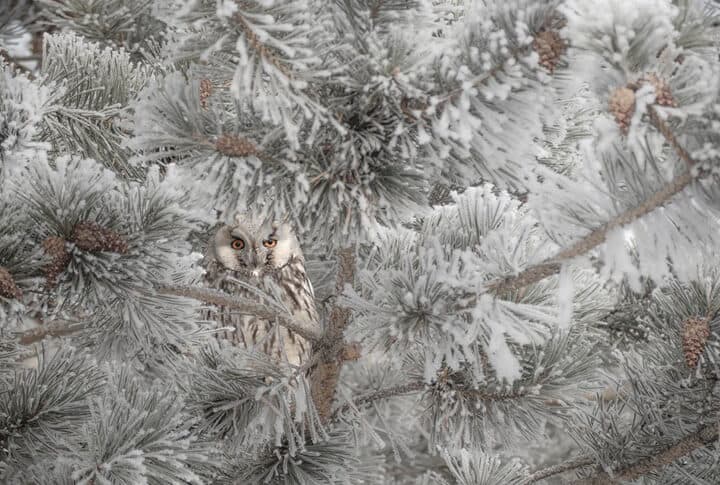 Fotoğraftaki Detay Arbella 9. Uluslararası Fotoğraf Yarışmasında Derece Getirdi