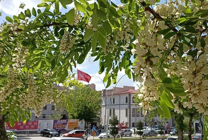 Akasya Yemenin Tam Zamanı!