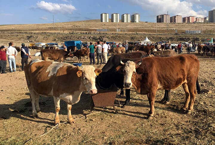 Erzurum'da Kurban Satış Noktaları!