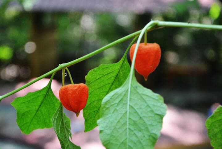 Vitamin ve Mineral Şampiyonu Olan Uzundere'nin Altın Çileği Şifa Kaynağı