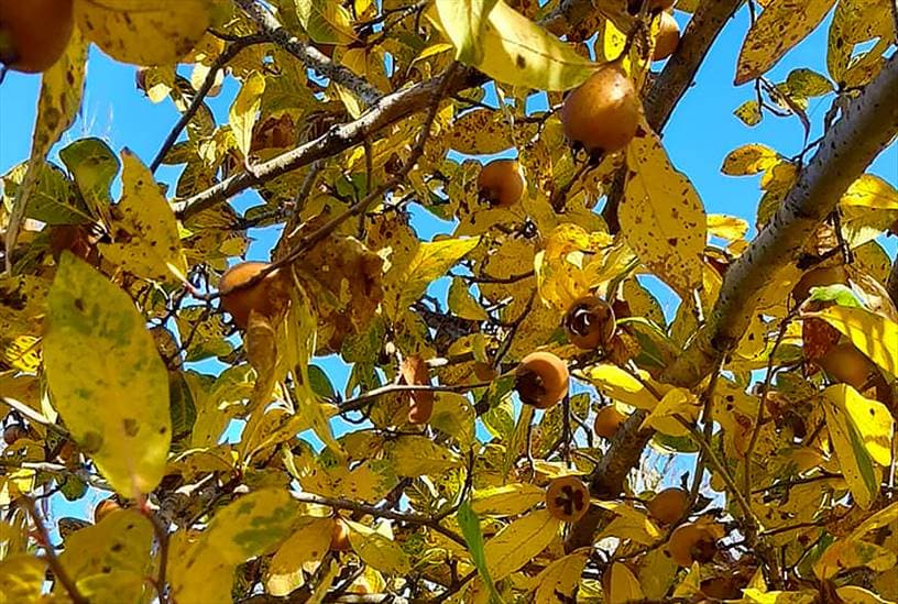 Çaya Katılan Limonun Alternatifi Muşmulanın Faydaları Saymakla Bitmiyor!
