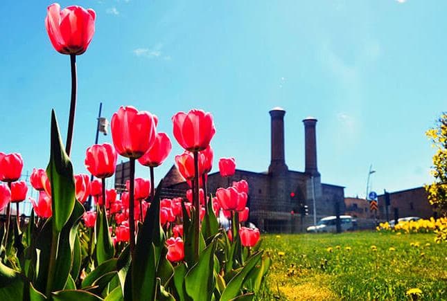 Erzurum'da Lale Festivalini Keşfedin