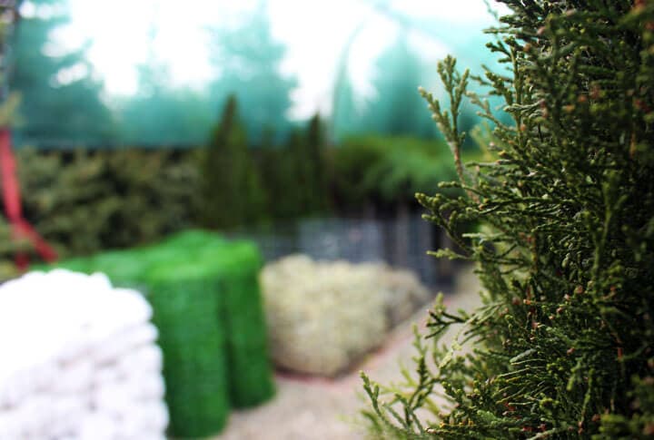 Erzurum Şartlarına Göre Büyütülmüş Fidanlar, Şahinler Fidancılık'ta!