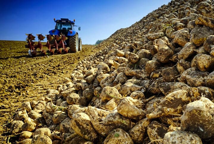 Şeker Pancarında Erzurum'un Son Durumunu Merak Ediyor Musunuz?