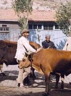 Erdal Güzelin Gözünden Erzurum’da Kurban Bayramı