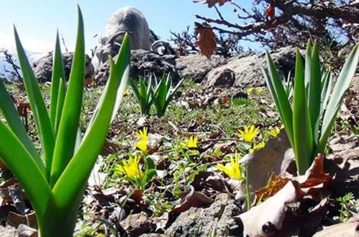 Çiriş Otunun Faydaları