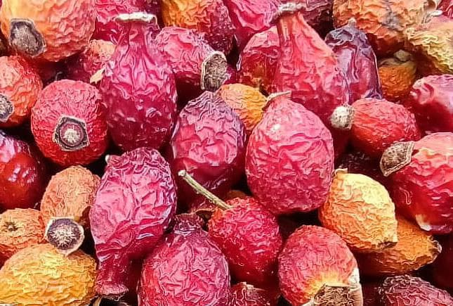 Erzurum'da Dağ Taş Kuşburnu! Peki Faydaları Neler?