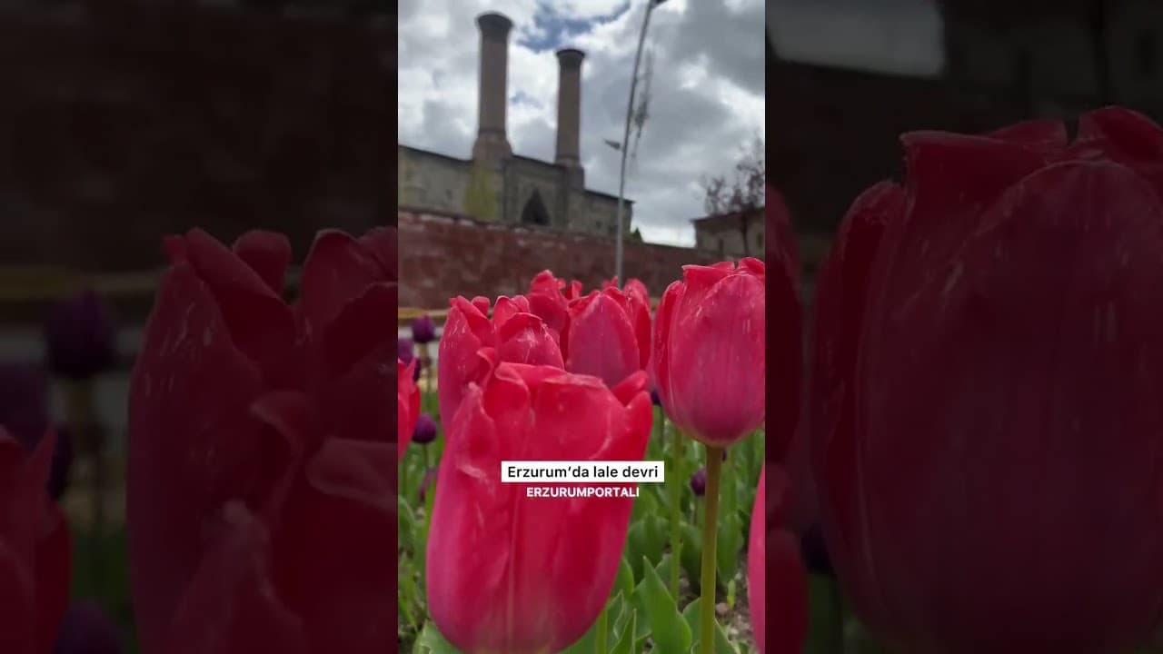 Erzurum'da lale devri başladı #erzurum #erzurumhaber #yakutiye