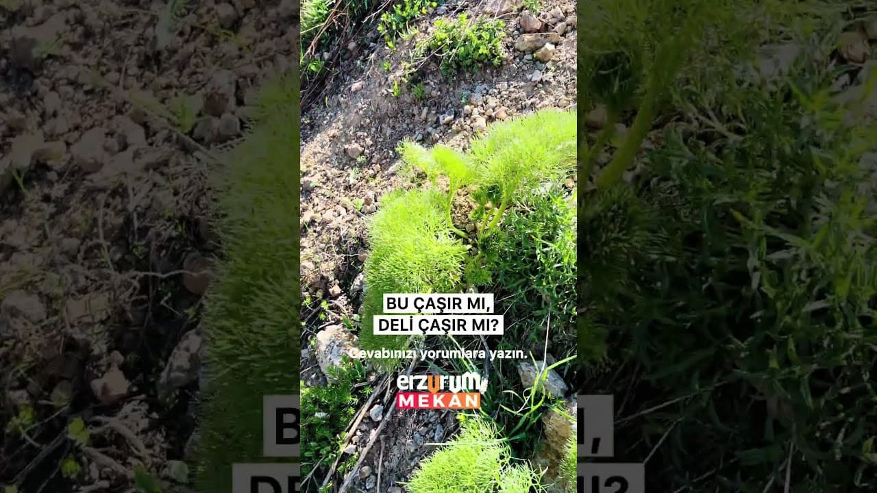 Çaşır Otu: Erzurum Dağlarının Şifalı ve Meşhur Lezzeti