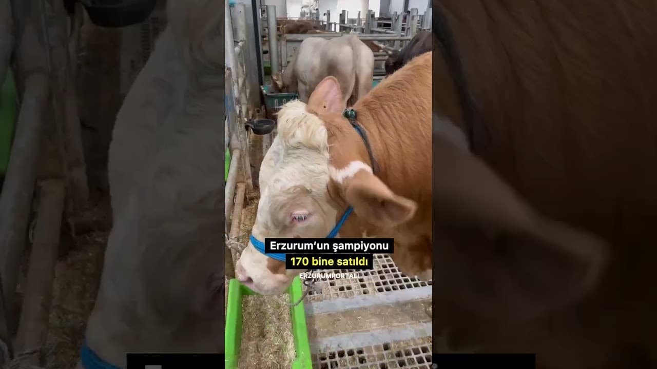 1 Ton 200 kilogramlık "Şahdadaş" isimli tosun 170 bine satıldı #erzurum #kurbanfiyatları