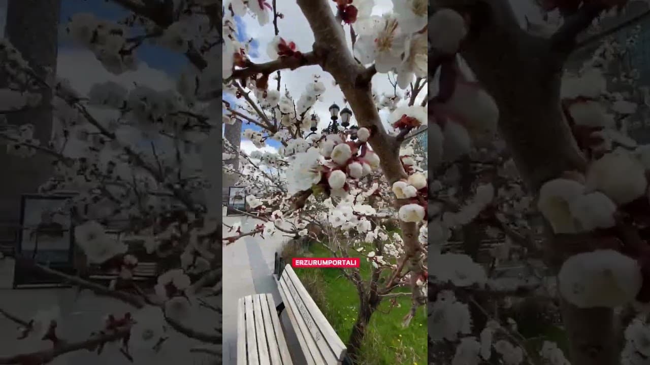 Erzurum'da çiçekler açtı. Bekliyoruz