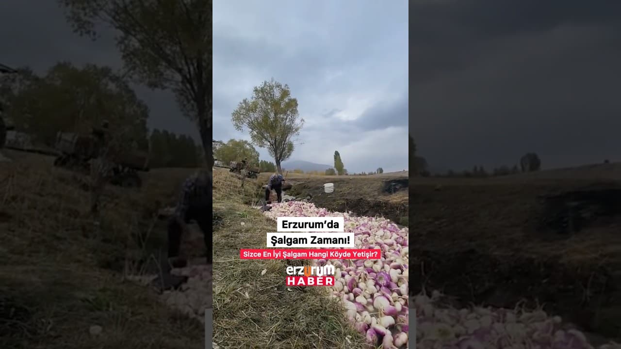 Erzurum’da Şalgam Zamanı!💬Sizce en iyi şalgam hangi köyde yetişir ❓