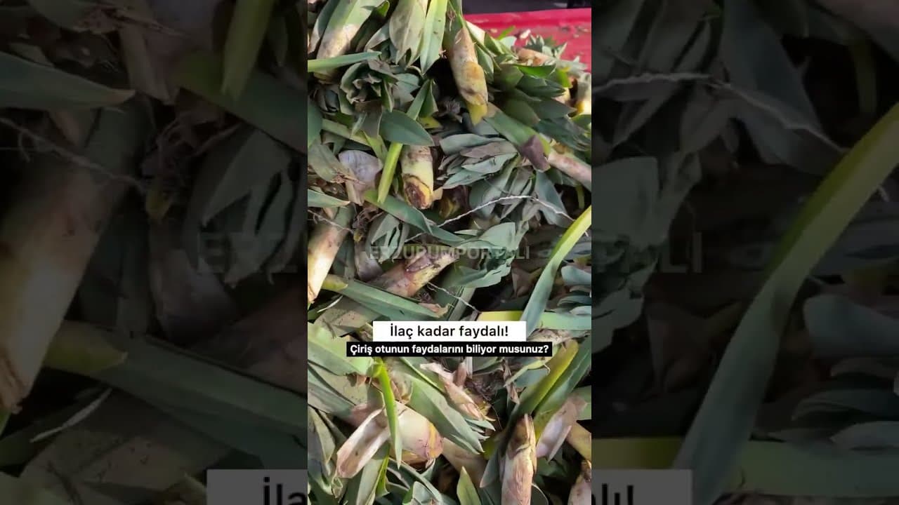 Çirişin faydaları neler... açıklamada