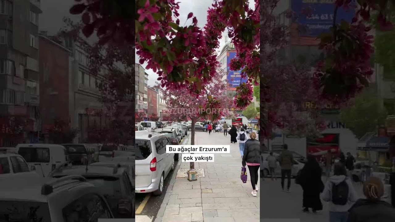 Süs elması ağacı Erzurum’a çok yakıştı. #erzurum #erzurumportali