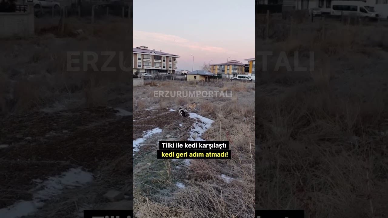 Tilki ile kedi karşılaştı, kedi geri adım atmadı!