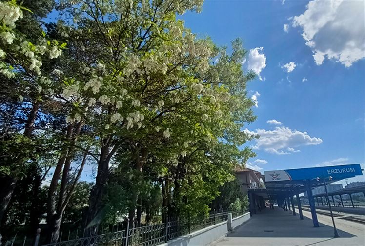 Erzurum'da Akasya Yemenin Tam Zamanı