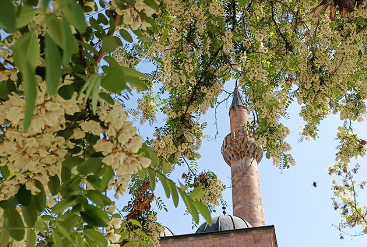 Akasya Yemenin Tam Zamanı