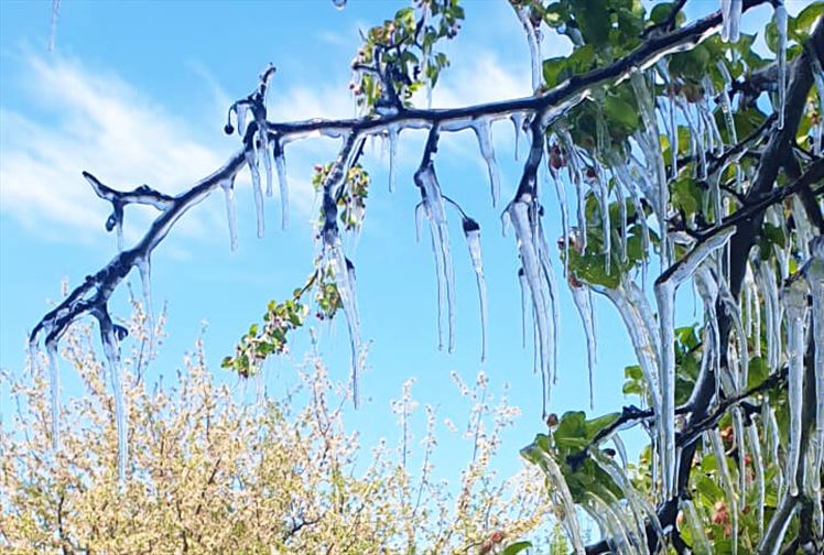 Erzurum’da Mayıs Ortasında Yeşil Ağaçlar Buz Tuttu