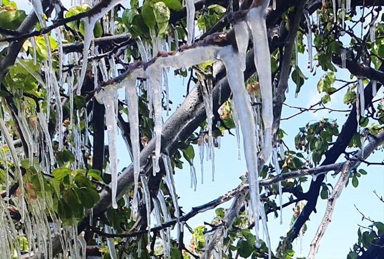 Erzurum’da Mayıs Ortasında Yeşil Ağaçlar Buz Tuttu